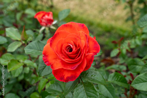 Closeup of a Smokin Hot rose flower with leaves in a garden.