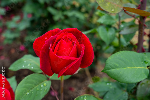 Fototapeta Naklejka Na Ścianę i Meble -  Closeup of a Mister Lincoln rose flower with leaves in a garden.