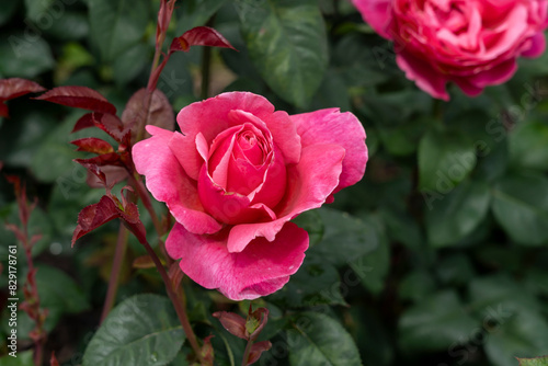 Closeup of a Dee-Lish (Rosa 'Line Renaud')  rose flower with leaves in a garden. photo