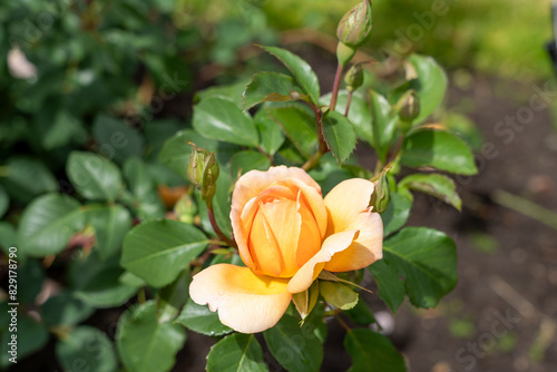 Closeup of a Dame Judi Dench Rose rose flower with leaves in a garden. photo