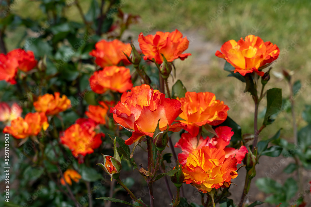 Closeup of Fired Up rose flowers with leaves in a garden. Closeup of Fired Up rose flowers with leaves in a garden.