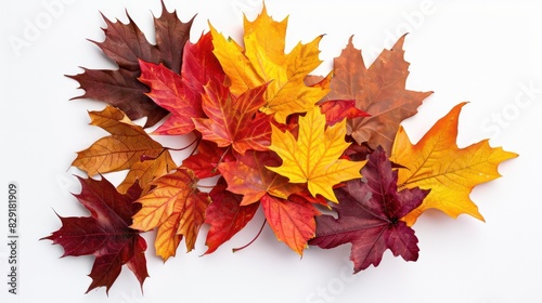 Dry maple leaves. Bunch of dry orange yellow and brown maple leaves over white background. Nature organic background.