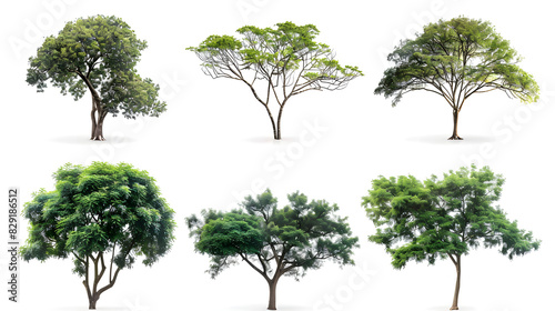 set of tropical trees isolated on white