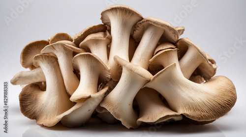 cluster of king oyster mushrooms photo