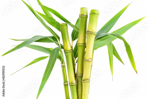 Isolated sugar cane on white background