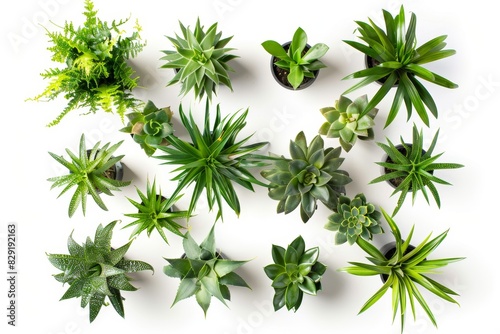 Interior plants from a top view on white background with a clipped path