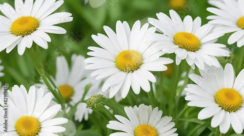 beautiful and stunning daisies in the garden photo