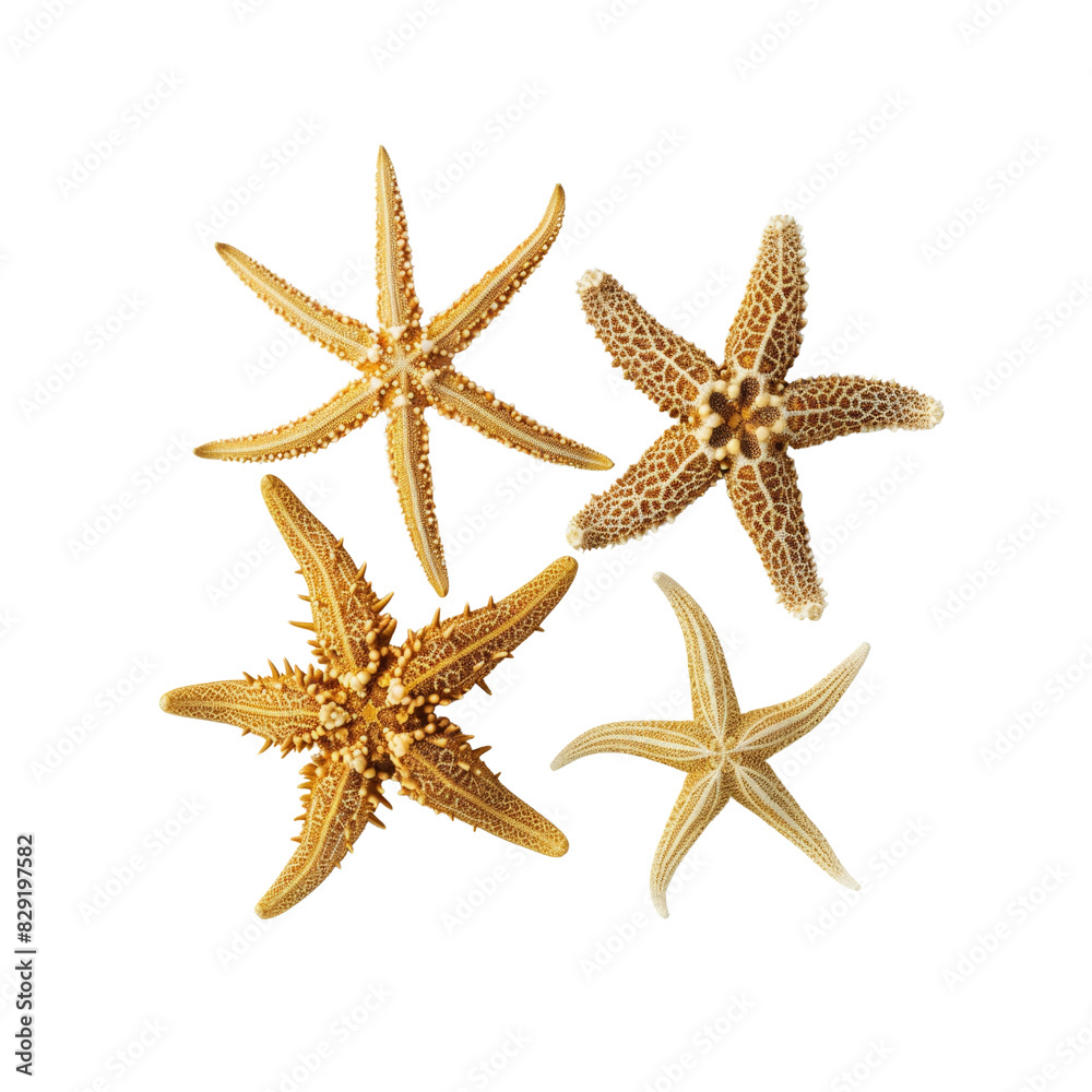 Four Starfish Arranged Against, Isolated On Transparent Background, For Design And Printing Four Starfish Arranged Against, Isolated On Transparent Background, For Design And Printing