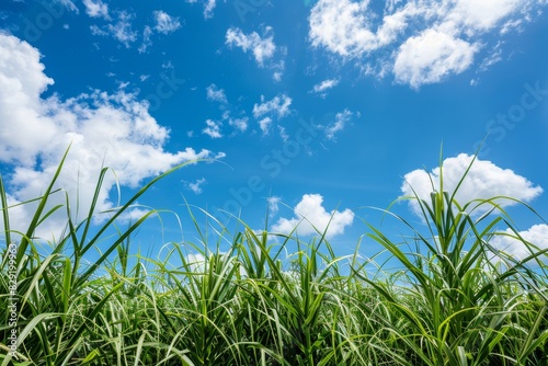 Sugar cane farm with clear sky