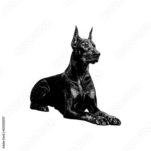 Doberman Pinscher hand drawing vector isolated on background.