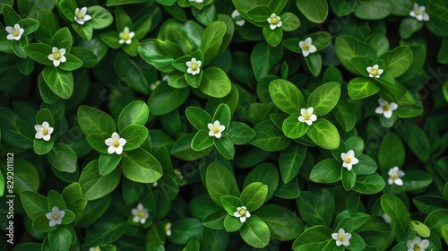 Fresh and lovely green leaf flowers photo