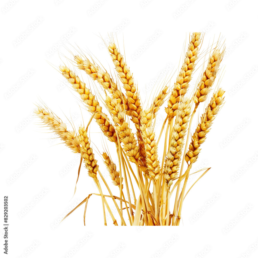 Wheat Symbolizing Abundance And Sustenance, Isolated On Transparent Background, For Design And Printing Wheat Symbolizing Abundance And Sustenance, Isolated On Transparent Background, For Design And Printing