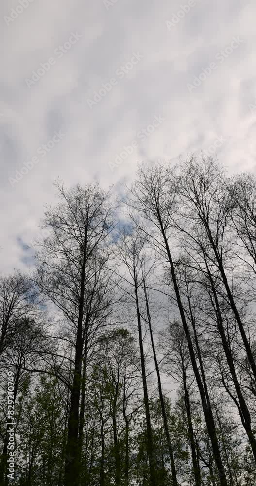 deciduous trees without foliage in April in cloudy weather, tall trees against a background of gray clouds deciduous trees without foliage in April in cloudy weather, tall trees against a background of gray clouds