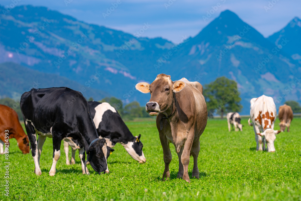 Cows are grazing on a summer day on a meadow in Switzerland. Cows grazing on farmland. Cattle pasture in a green field. Cows in a field on a eco Cattle farm. Organic milk from grass field cow. Swiss Cows are grazing on a summer day on a meadow in Switzerland. Cows grazing on farmland. Cattle pasture in a green field. Cows in a field on a eco Cattle farm. Organic milk from grass field cow. Swiss