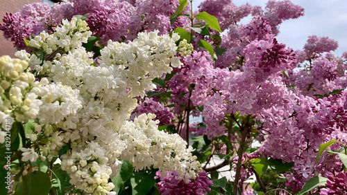 White and pink lilacs bloom side by side