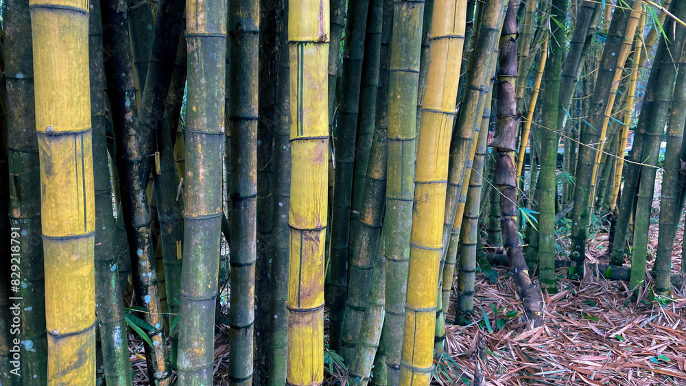 Fototapeta premium bambusa vulgaris or yellow bamboo, growing in tropical forest, in botanical garden
