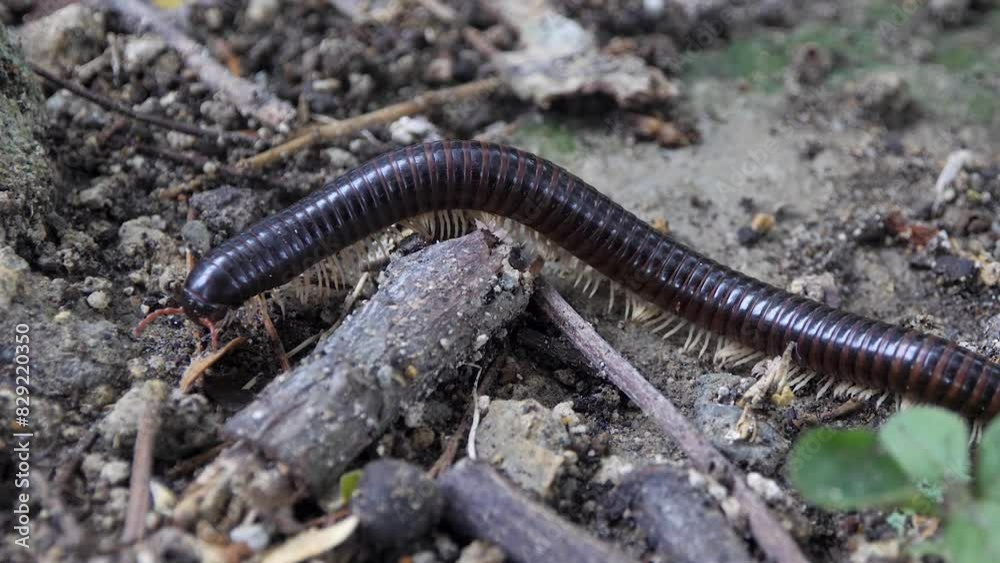 Outdoor tropical environment, close-up detailed view, invertebrate insect