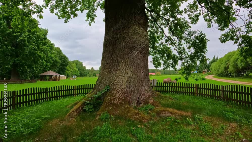 Majestic oak amid greenery, protected by a fence, harmonizing nature and preservation Majestic oak amid greenery, protected by a fence, harmonizing nature and preservation