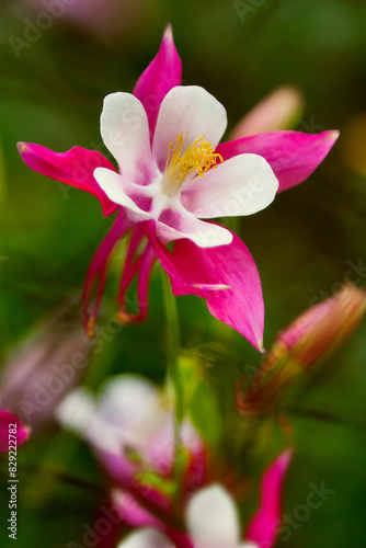 Red columbine  Aquilegia formosa . Canadian columbine or Aquilegia granny bonnet beautiful native wild flower of western Canada. Closeup vibrant pink   white color Aquilegia. Columbine in green garden