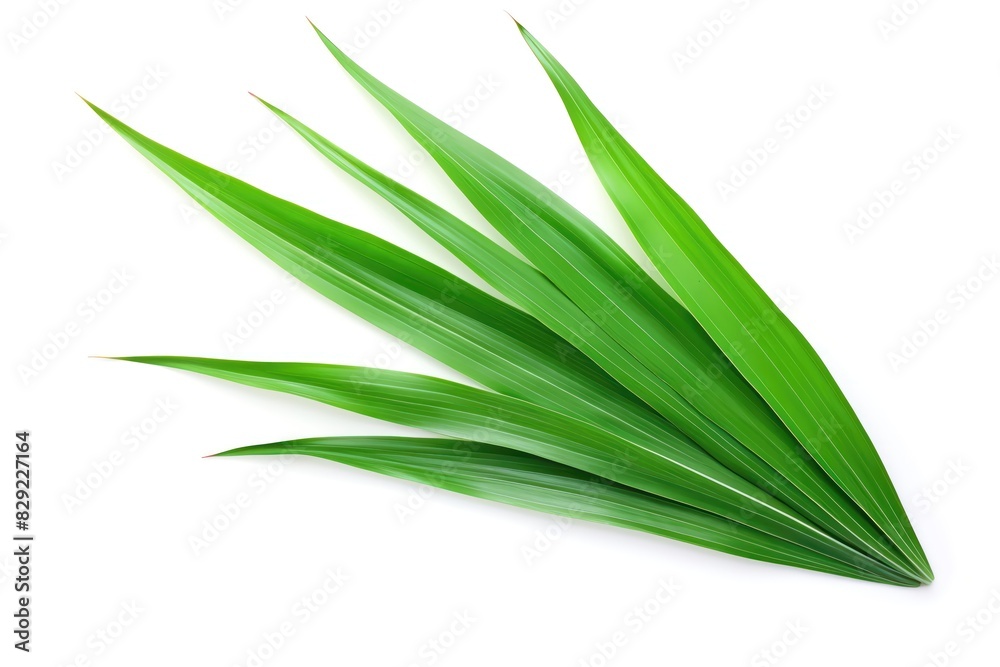 Pandanus Leaf Pandanus Leaf