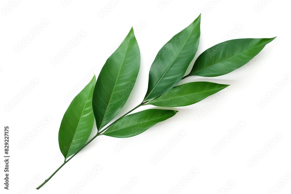 Fototapeta premium ZZ Plant Leaf