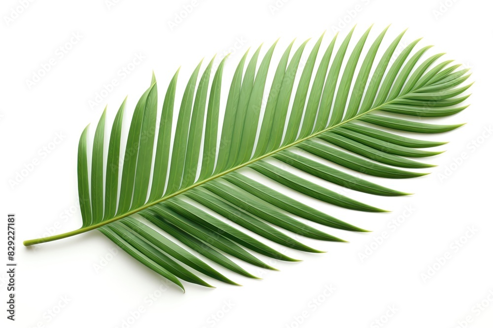 Fototapeta premium Cycas Leaf