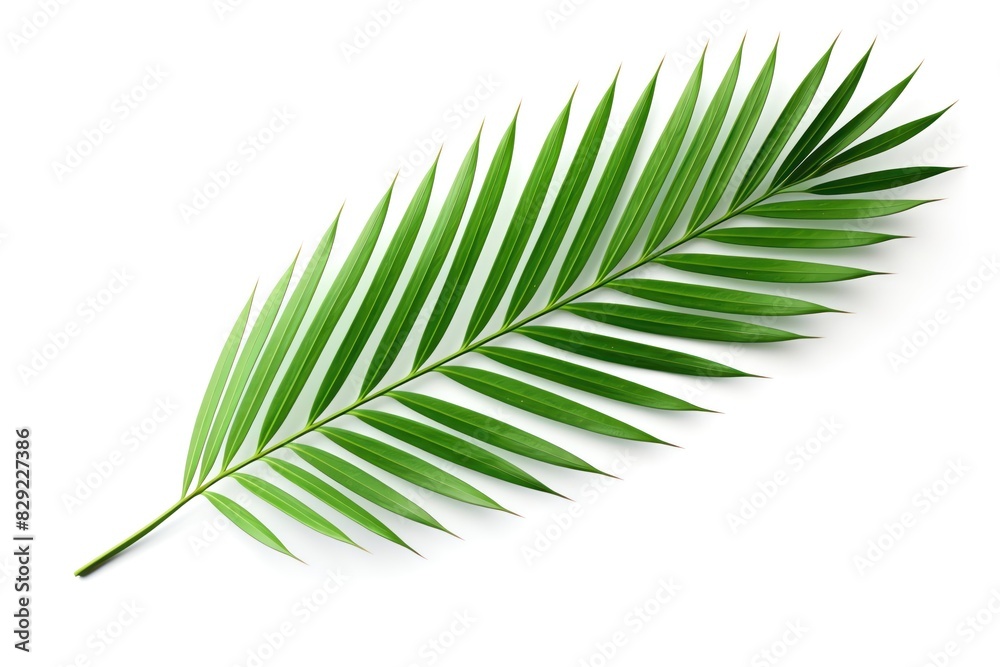Palm Leaf Palm Leaf
