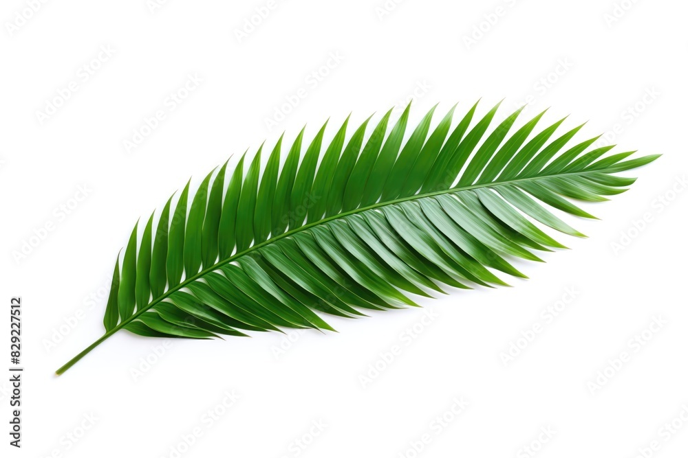 Fototapeta premium Palm Leaf