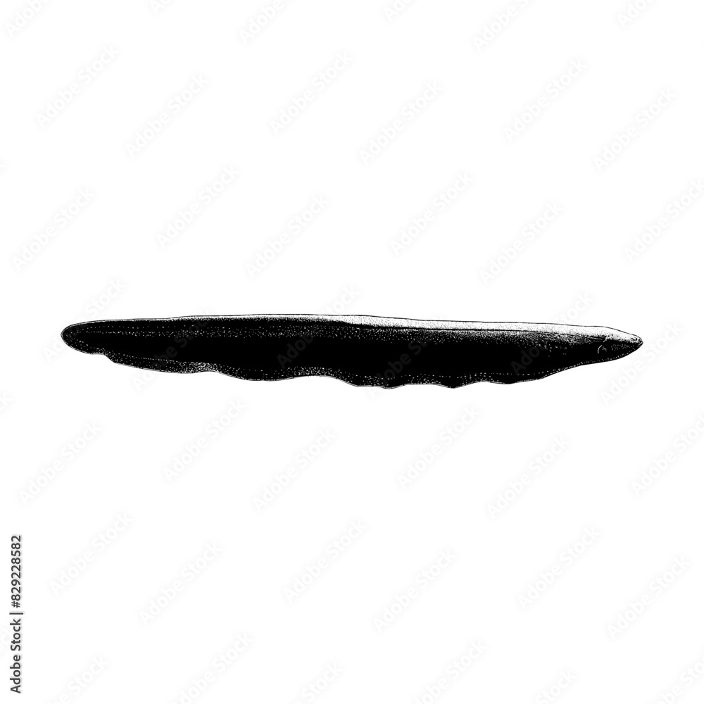 Fototapeta premium Electric Eel hand drawing vector isolated on background. 