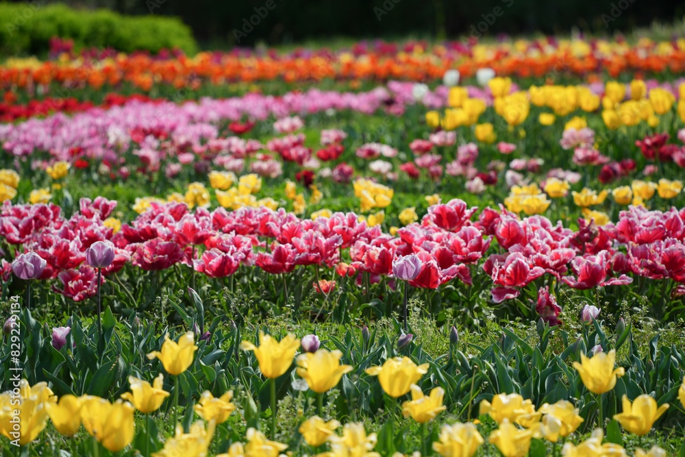 カラフルなチューリップの花畑