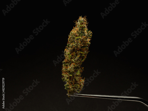 Close-up of cannabis bud isolated on a black background.