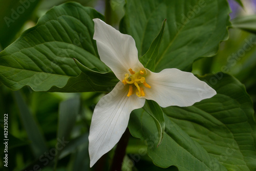 Delicate white trillium in springtime
