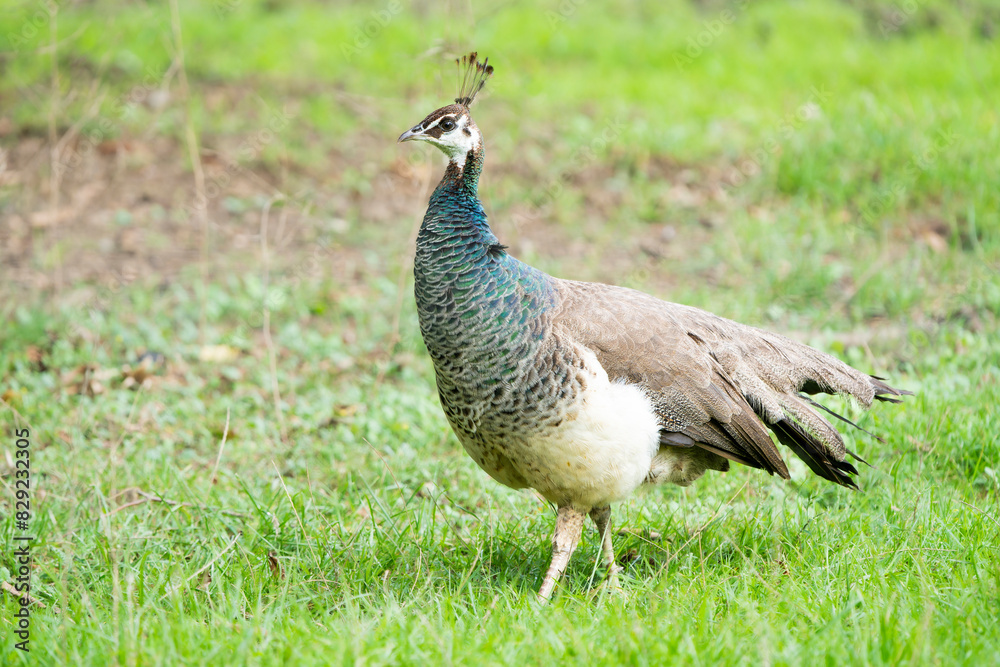 Graceful Elegance: Portrait of a Female Peacock in Natural Beauty Graceful Elegance: Portrait of a Female Peacock in Natural Beauty