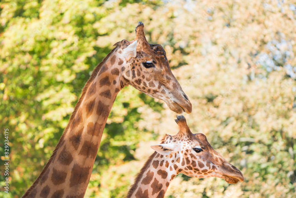 Close-Up: Pair of Majestic Giraffes with Intricate Details Close-Up: Pair of Majestic Giraffes with Intricate Details
