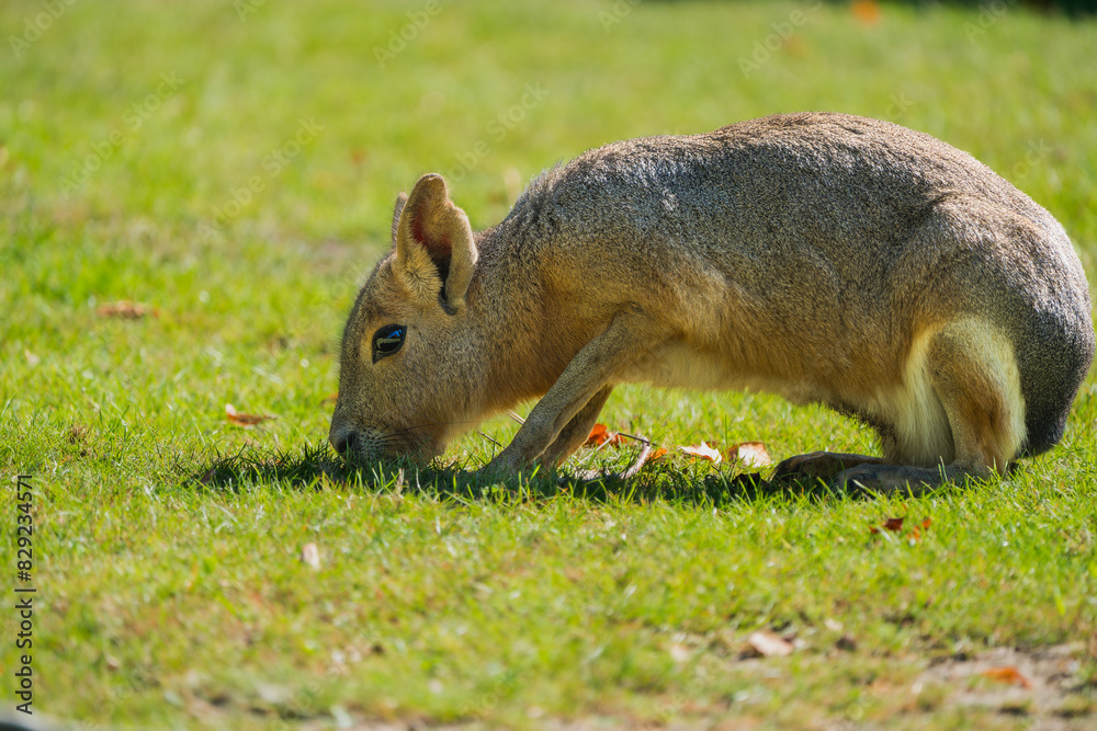 Fototapeta premium Resting in Shade: Mara Hare Enjoying Tranquil Refuge