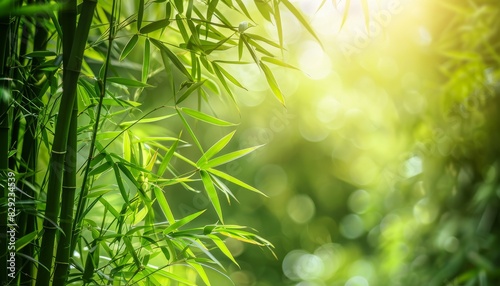 Fresh morning natural background of a green bamboo forest