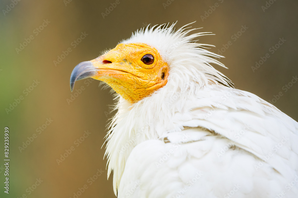 Close-Up: Head of Egyptian Vulture, Symbol of Ancient Majesty Close-Up: Head of Egyptian Vulture, Symbol of Ancient Majesty