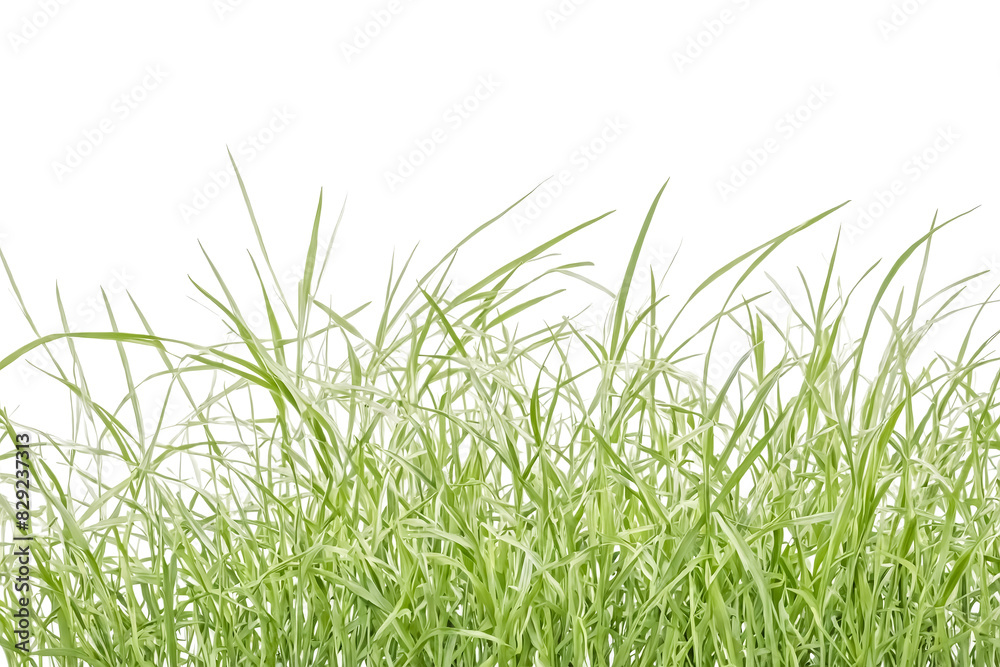 Green Grass Blades Isolated on White Background Green Grass Blades Isolated on White Background