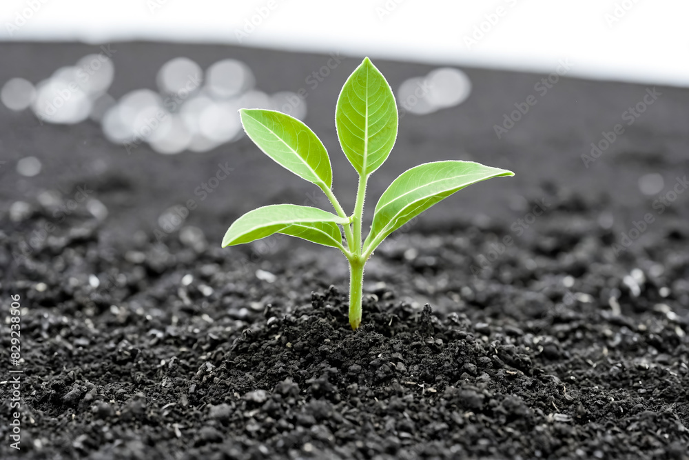 Single Green Sprout Growing in Dark Soil Single Green Sprout Growing in Dark Soil