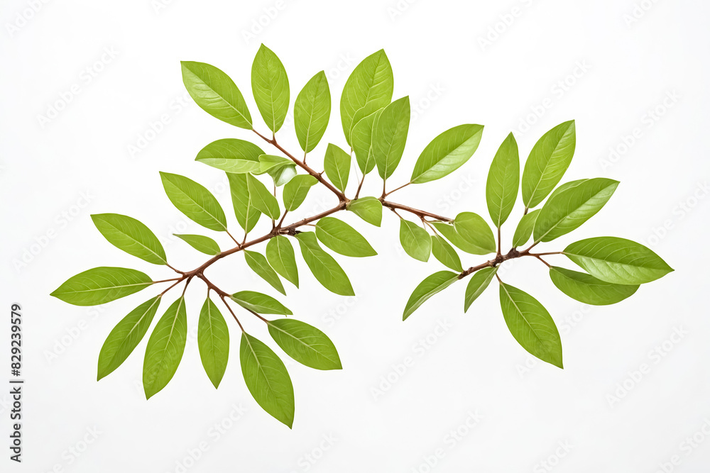 Green leaves on a white background