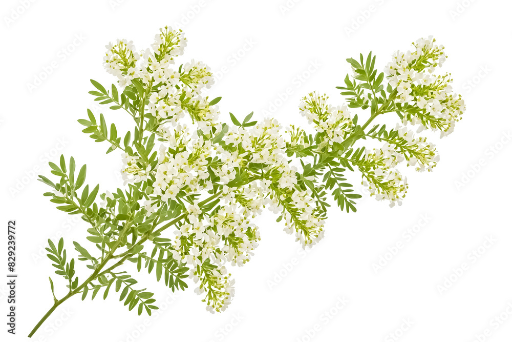 White Flower Branch on White Background White Flower Branch on White Background