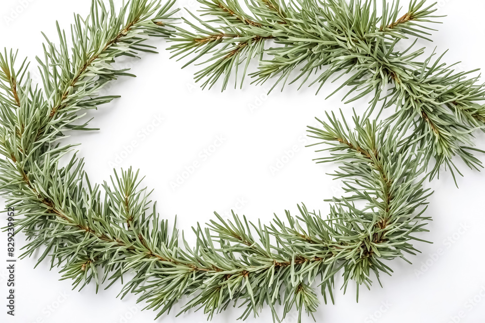 Green pine branches frame on white background