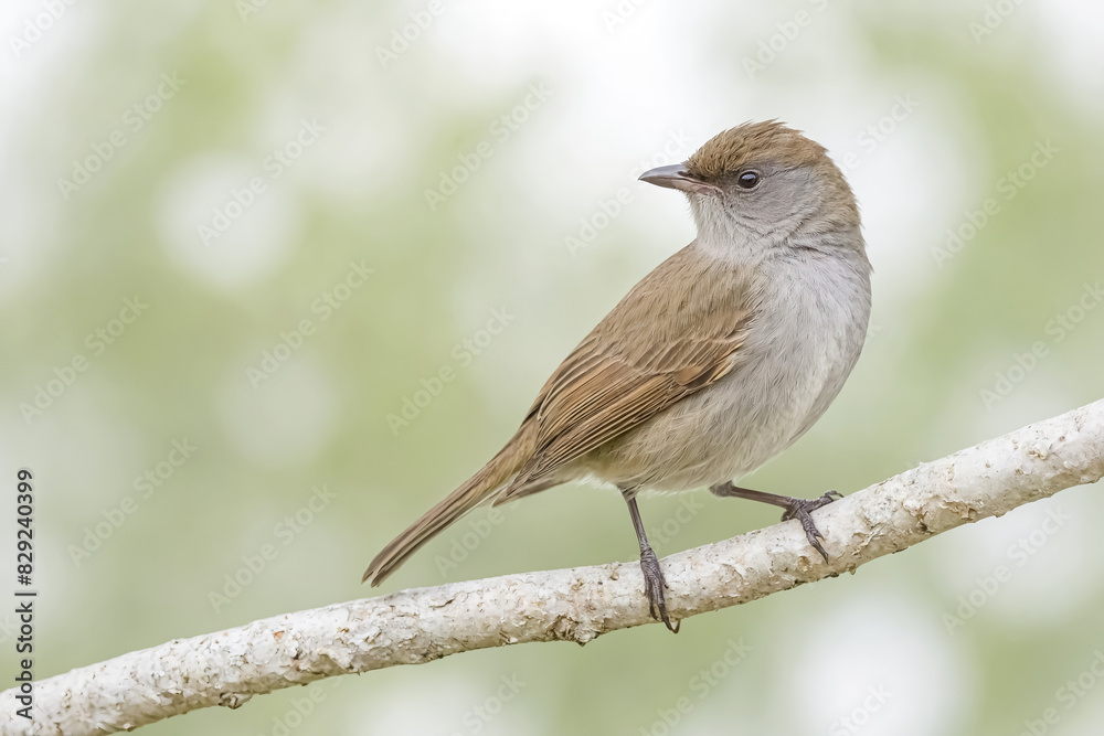 Small bird perched on a branch with green bokeh background Small bird perched on a branch with green bokeh background