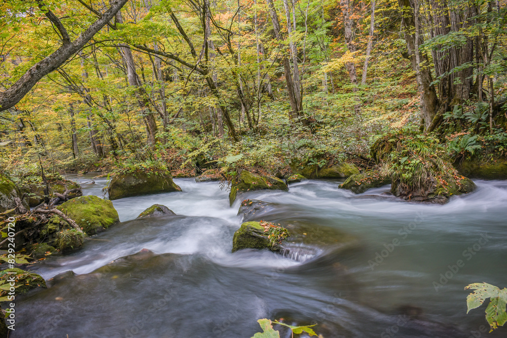 Obraz premium Landscape View Of Beautiful Autumn Red With Stream At Oirase Gorge , Towada, Aomori, Japan