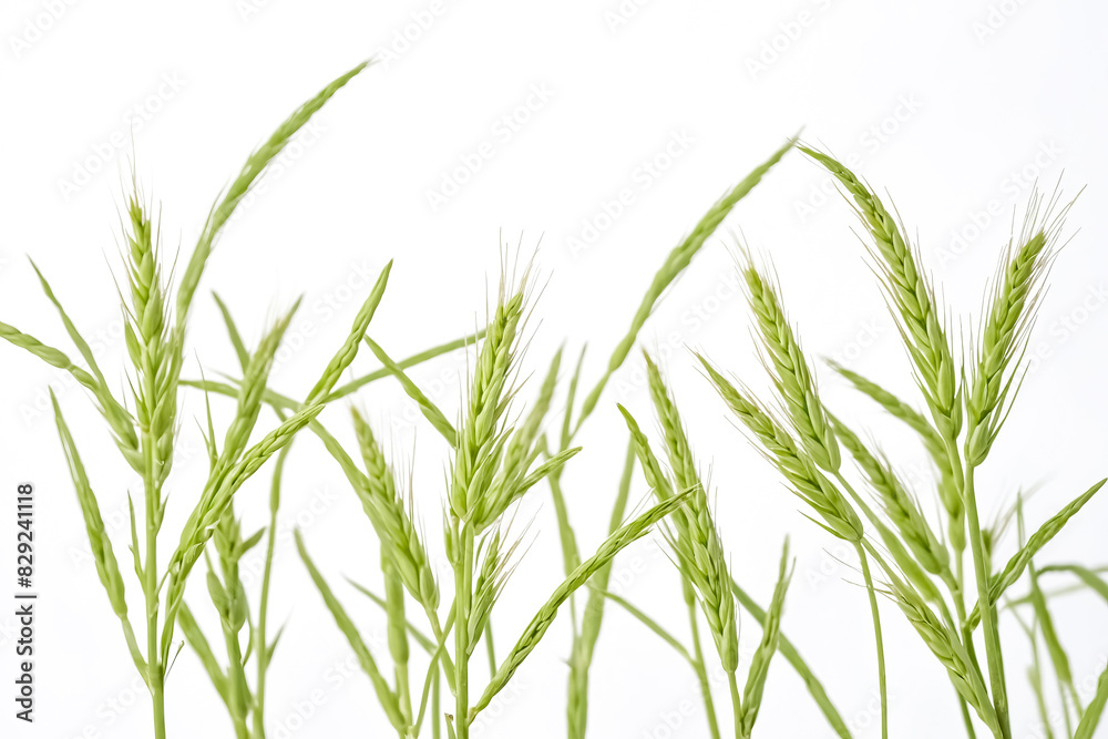 Close Up of Green Wheat Sprouts Close Up of Green Wheat Sprouts