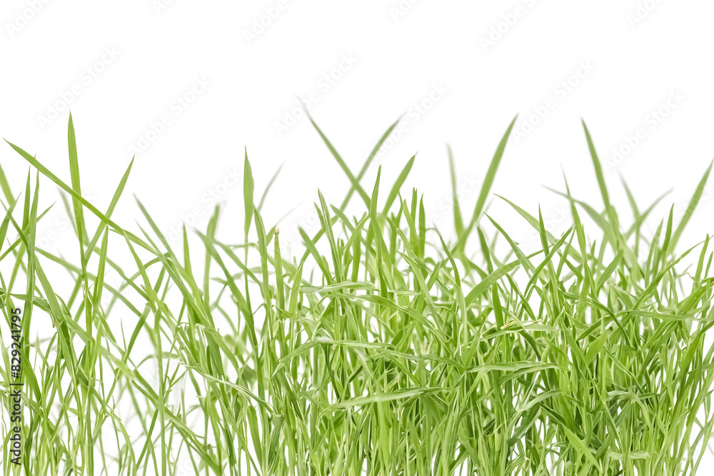 Fresh Green Grass Blades Isolated on White Background Fresh Green Grass Blades Isolated on White Background