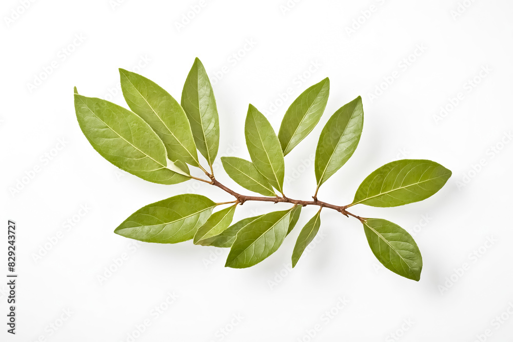 Green Leaves Branch Isolated on White Background Green Leaves Branch Isolated on White Background