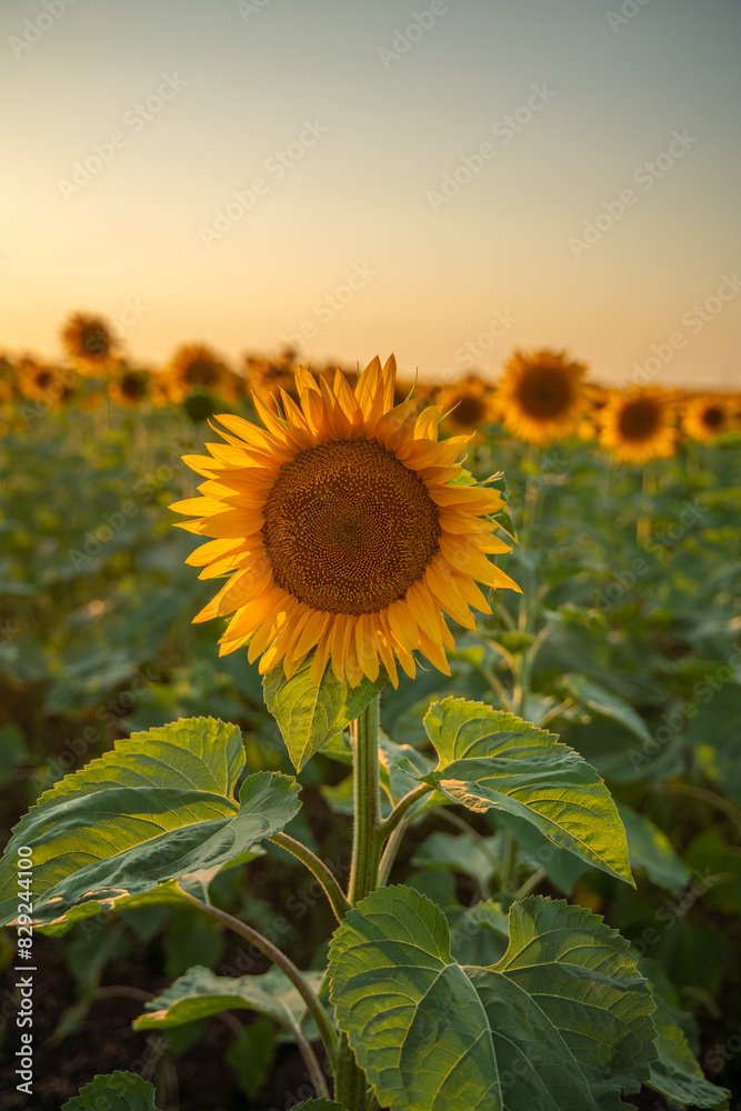 Obraz premium Field sunflowers in the warm light of the setting sun. Summer time. Concept agriculture oil production growing.