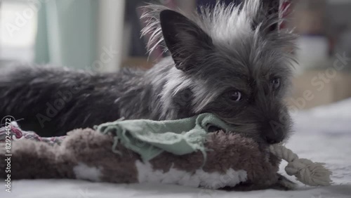 Cairn Terrier Mix dog puppy bed chewing rope pan right BK NYC 4K