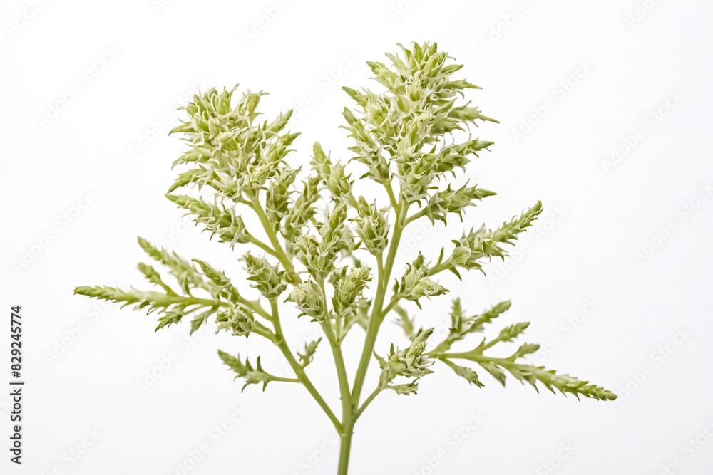 Close-up of Green Flower Buds on a White Background Close-up of Green Flower Buds on a White Background